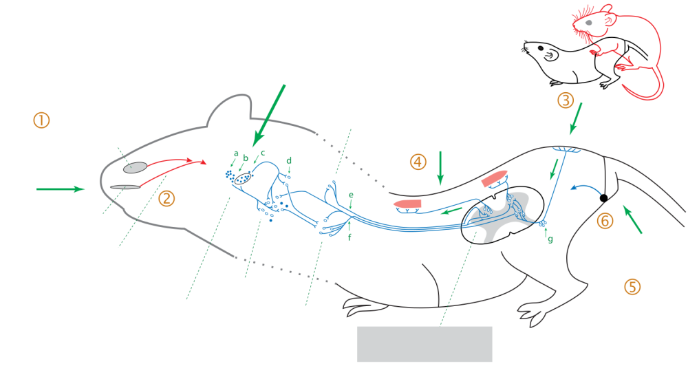 Бульба кавернозный рефлекс