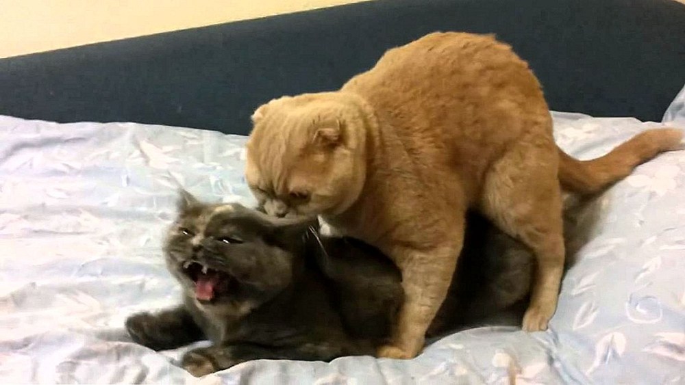 Женщина домогается