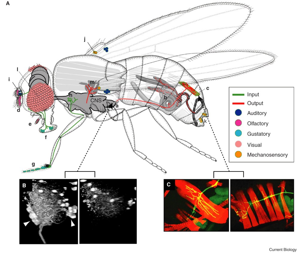 Уолтер Геринг Drosophila