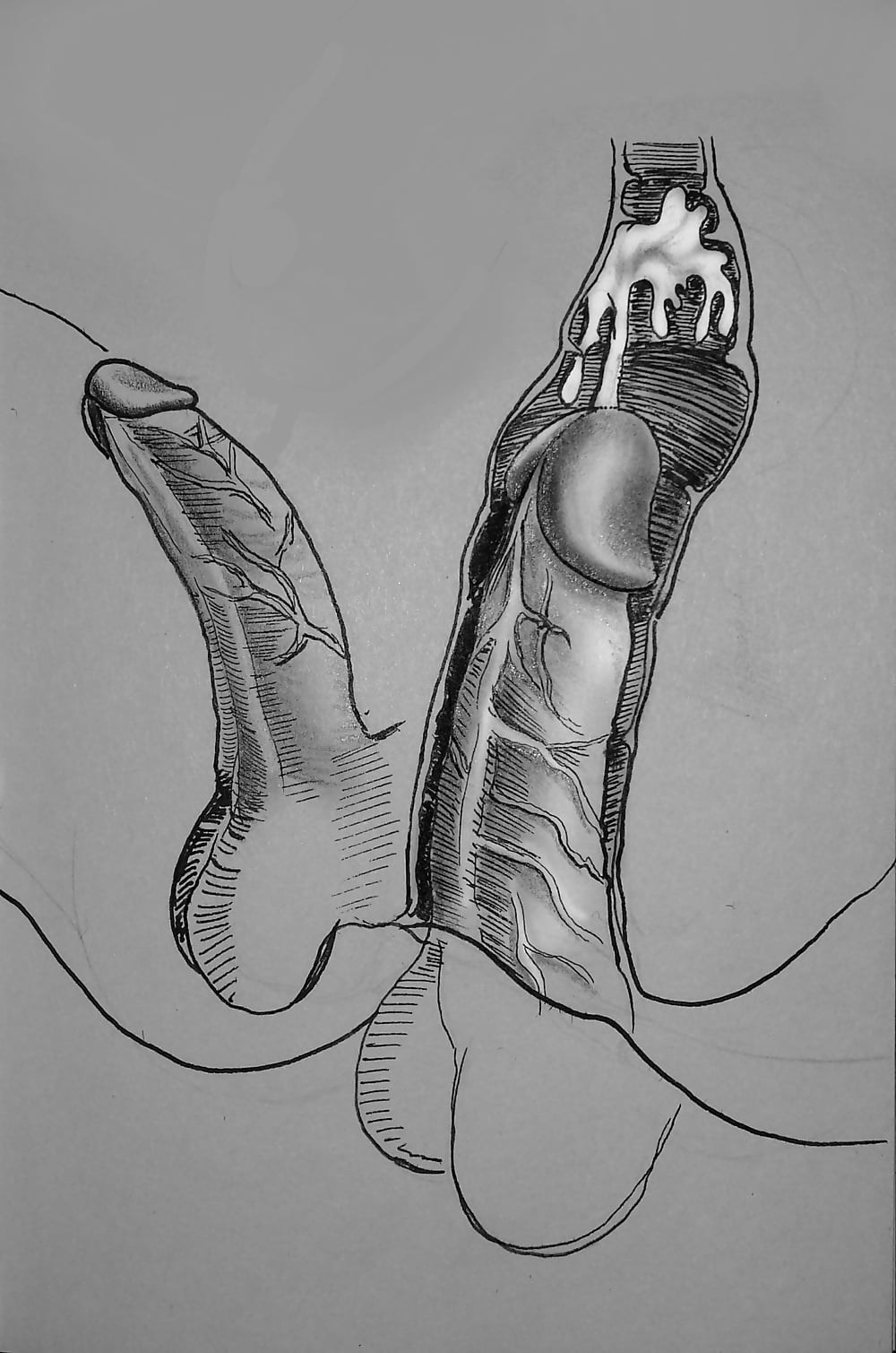 Хентай оплодотворение XRAY