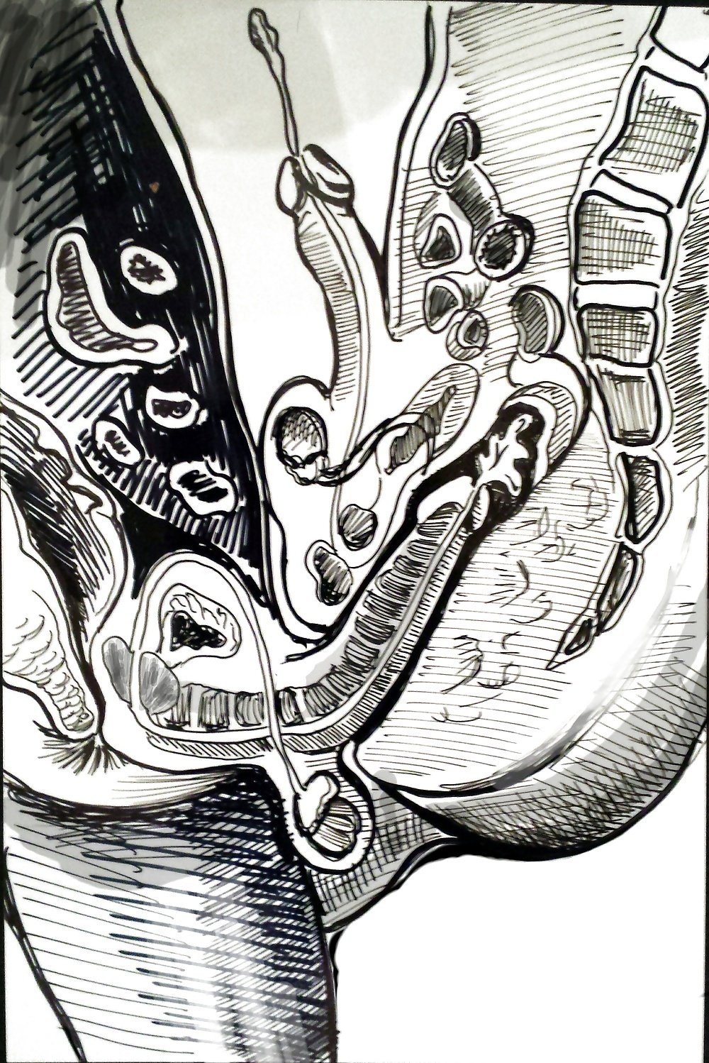 Эротические рисунки вагины