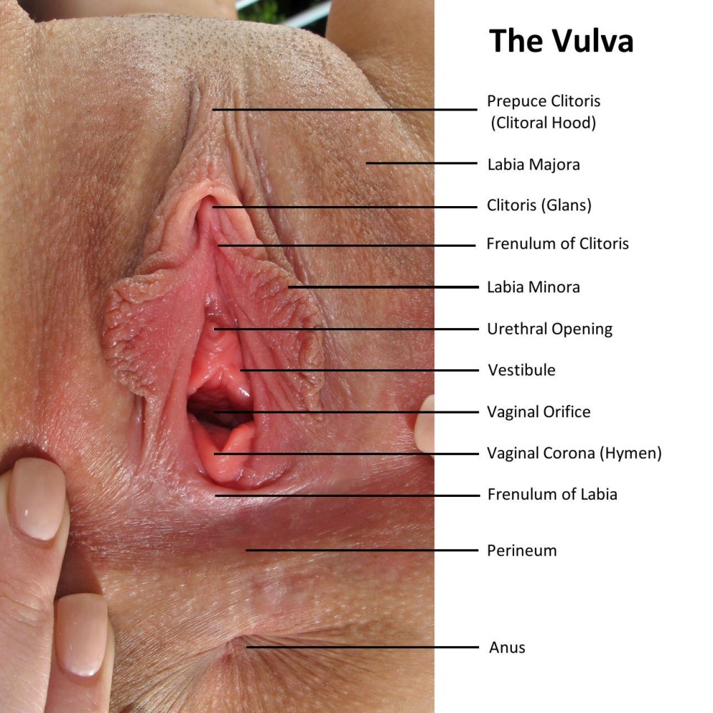 Анатомия женского влагалища