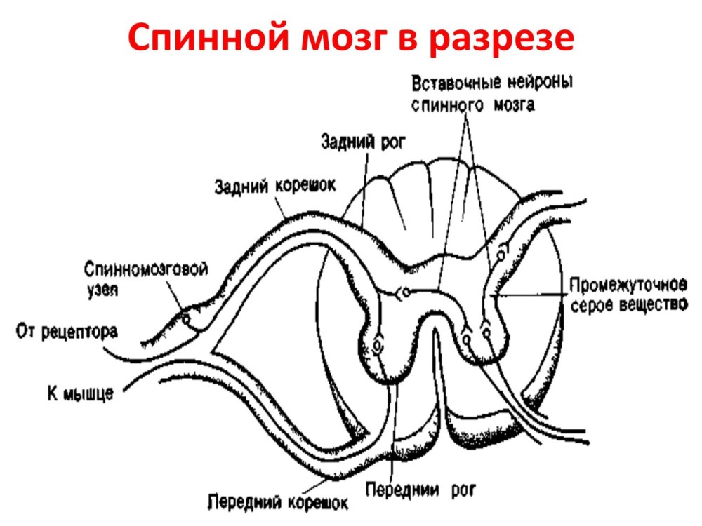 Схема строения сегмента спинного мозга