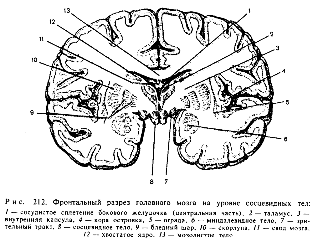 Поперечный срез головного мозга отделы головного мозга