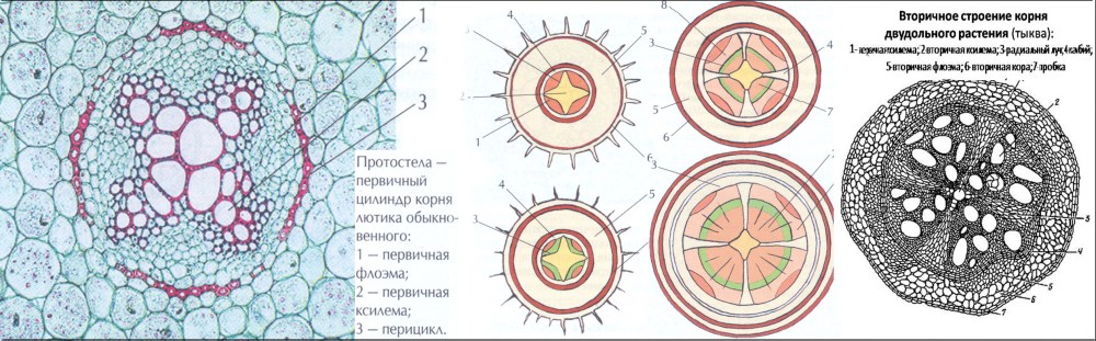 Первичное строение корня двудольного растения