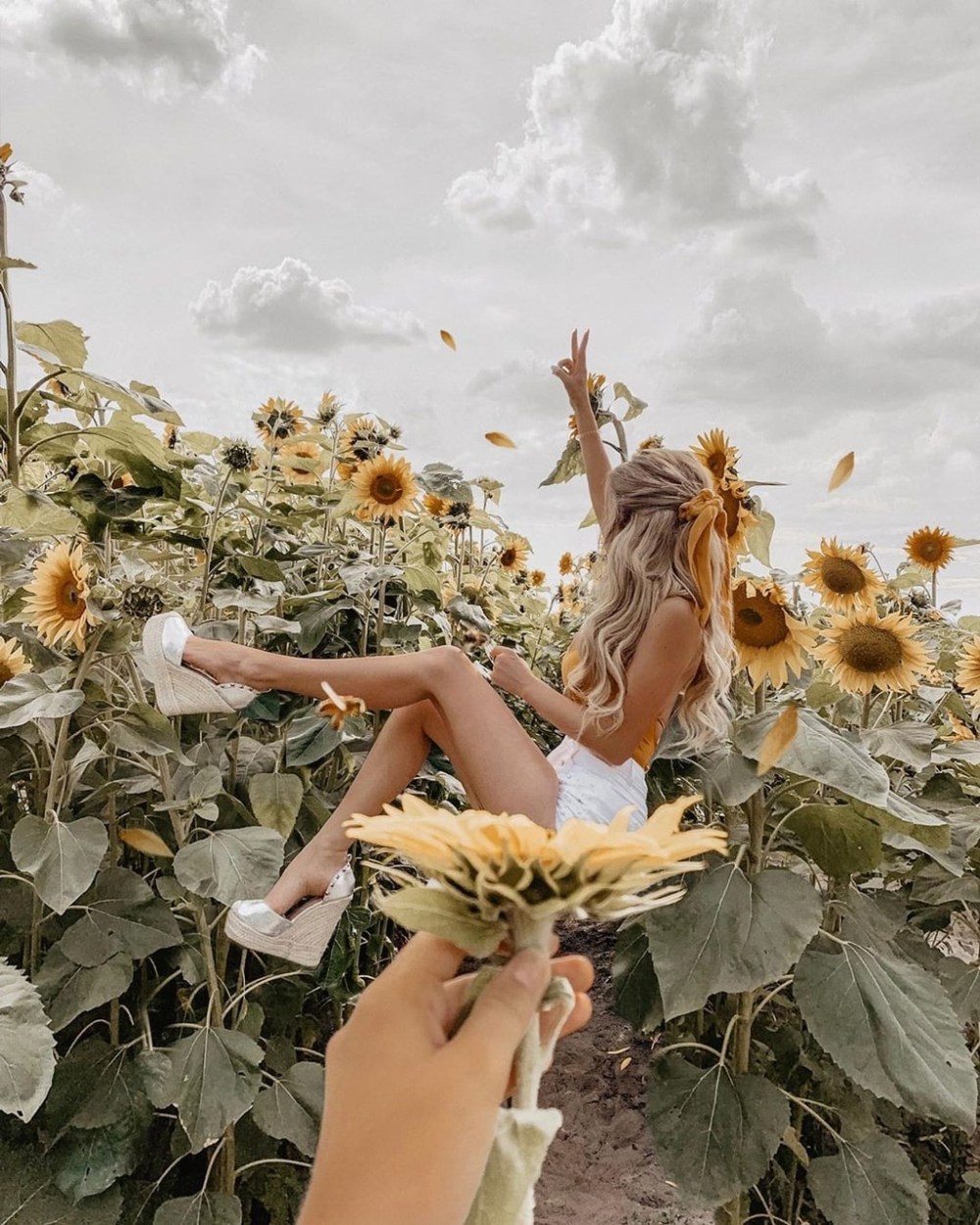 Sunflower Creative photo